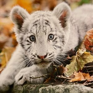 Meet your Posher, Chassidie